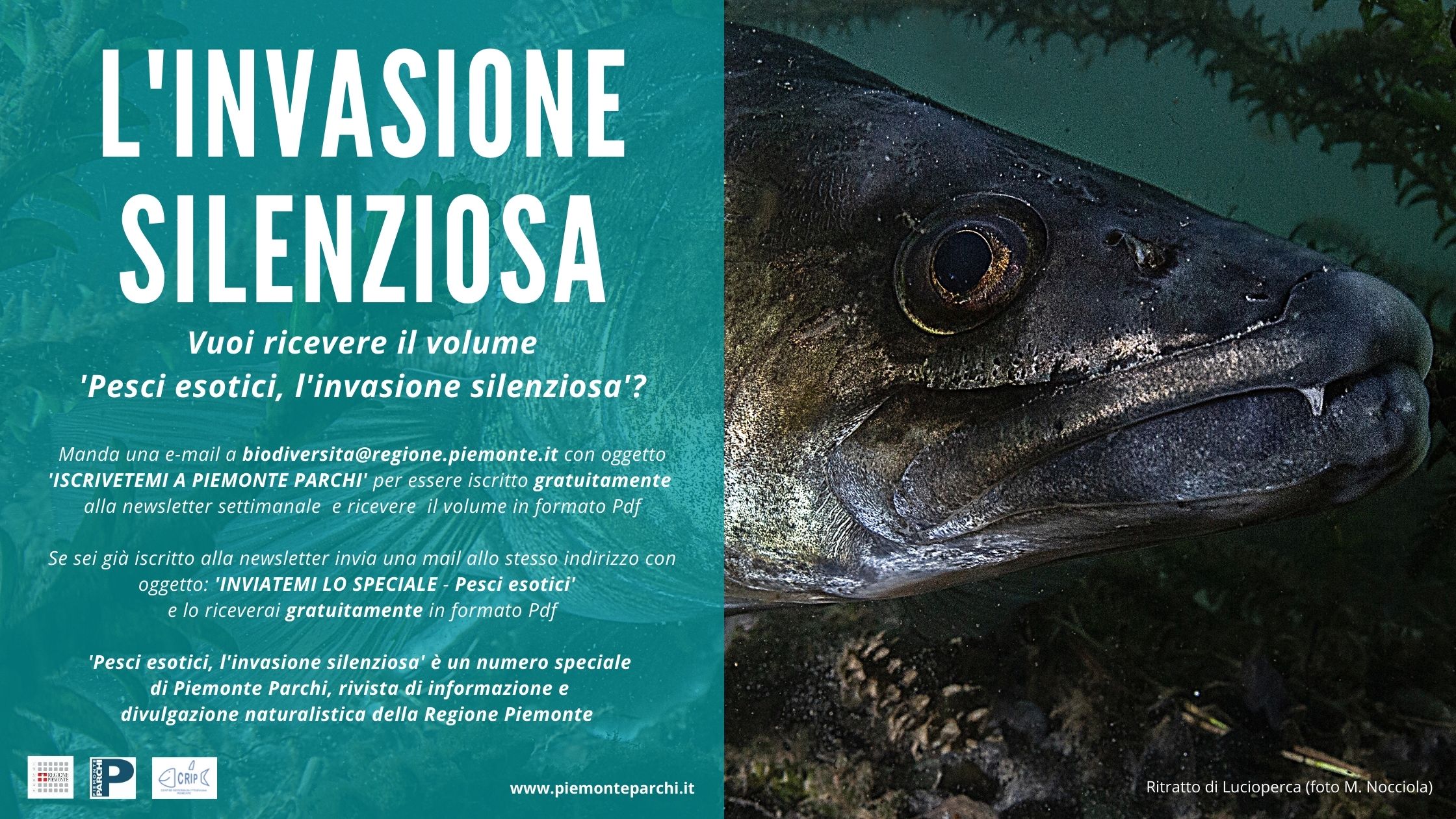 Cartolina Pesci Esotici